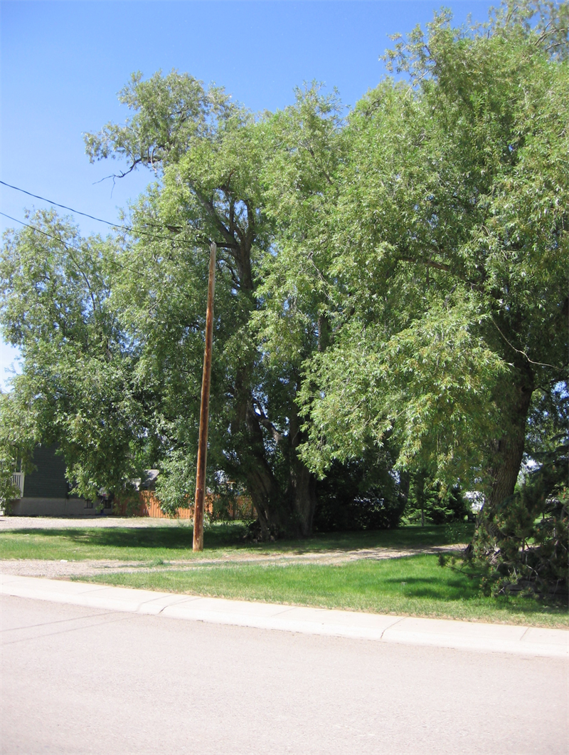 Trees