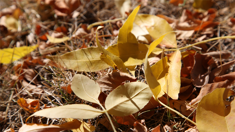 Leaves on the ground