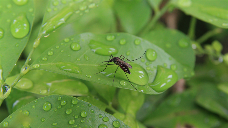 Mosquito on a leaf